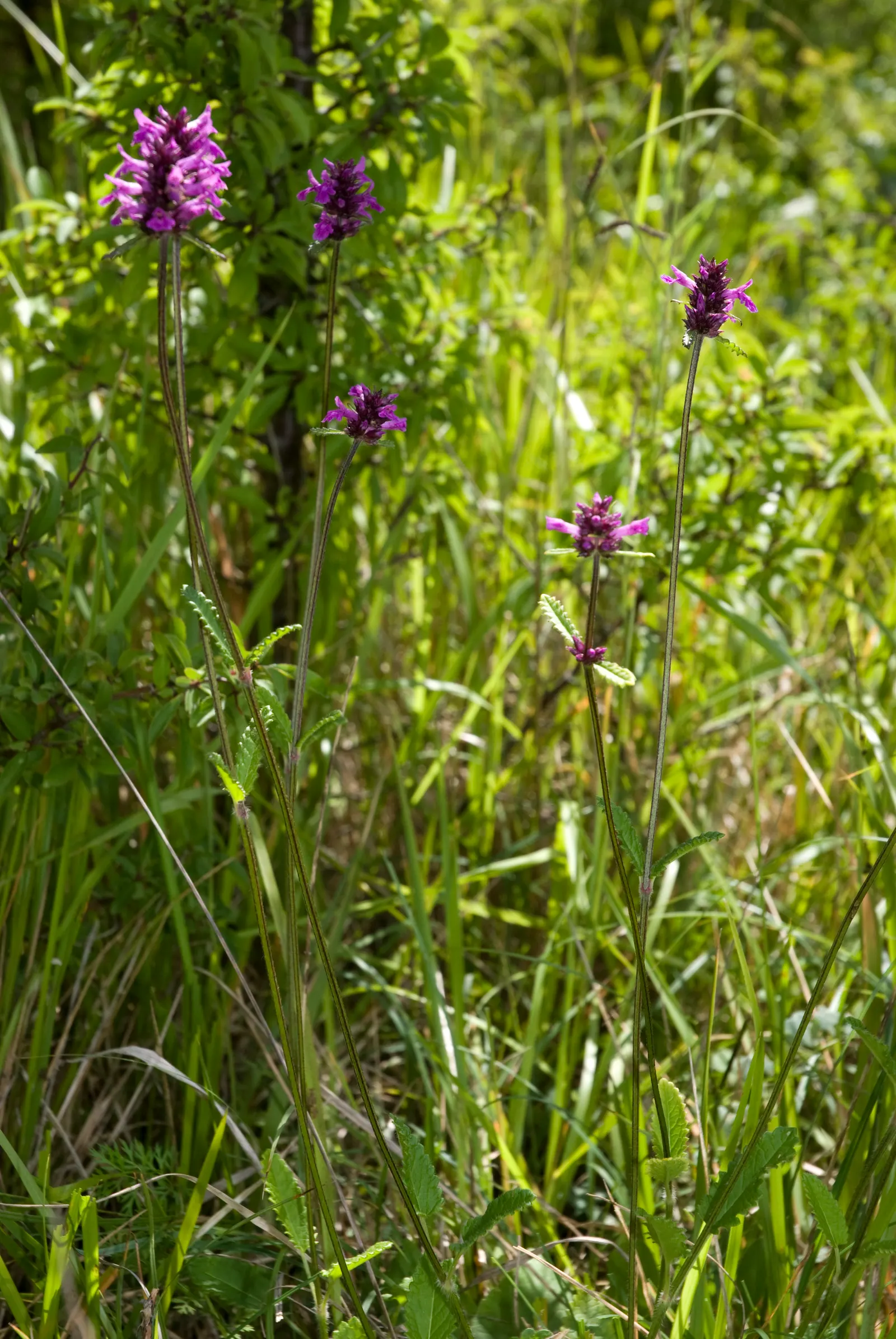 Bishop's Wort (Stachys Officinalis) — commonly known as Bishop's Wort or Betony; renowned for its medicinal properties and magnetism for pollinators, image 156