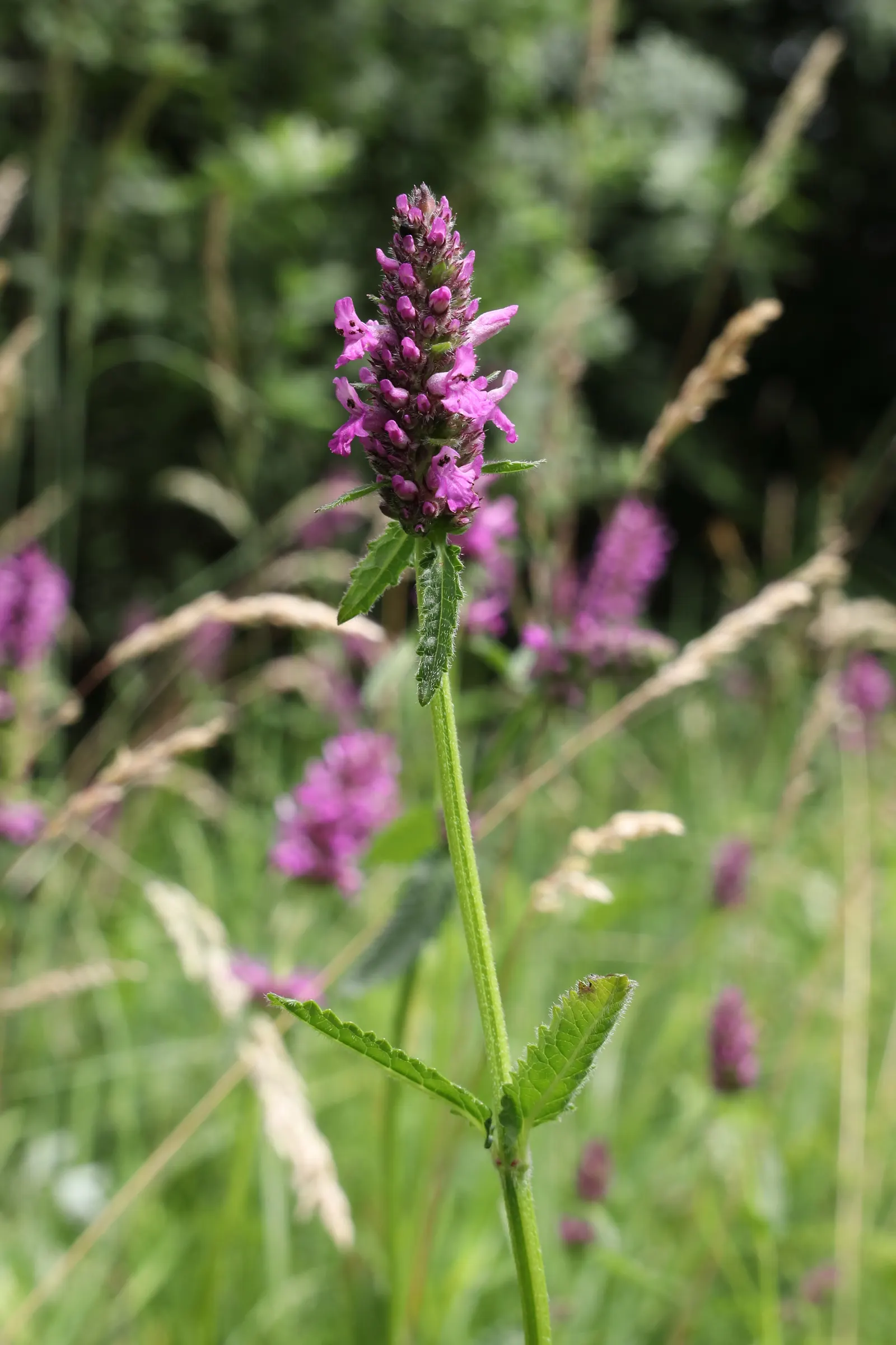 Bishop's Wort (Stachys Officinalis) — Stachys officinalis thrives in well-drained soil and demonstrates moderate drought tolerance once, image 143