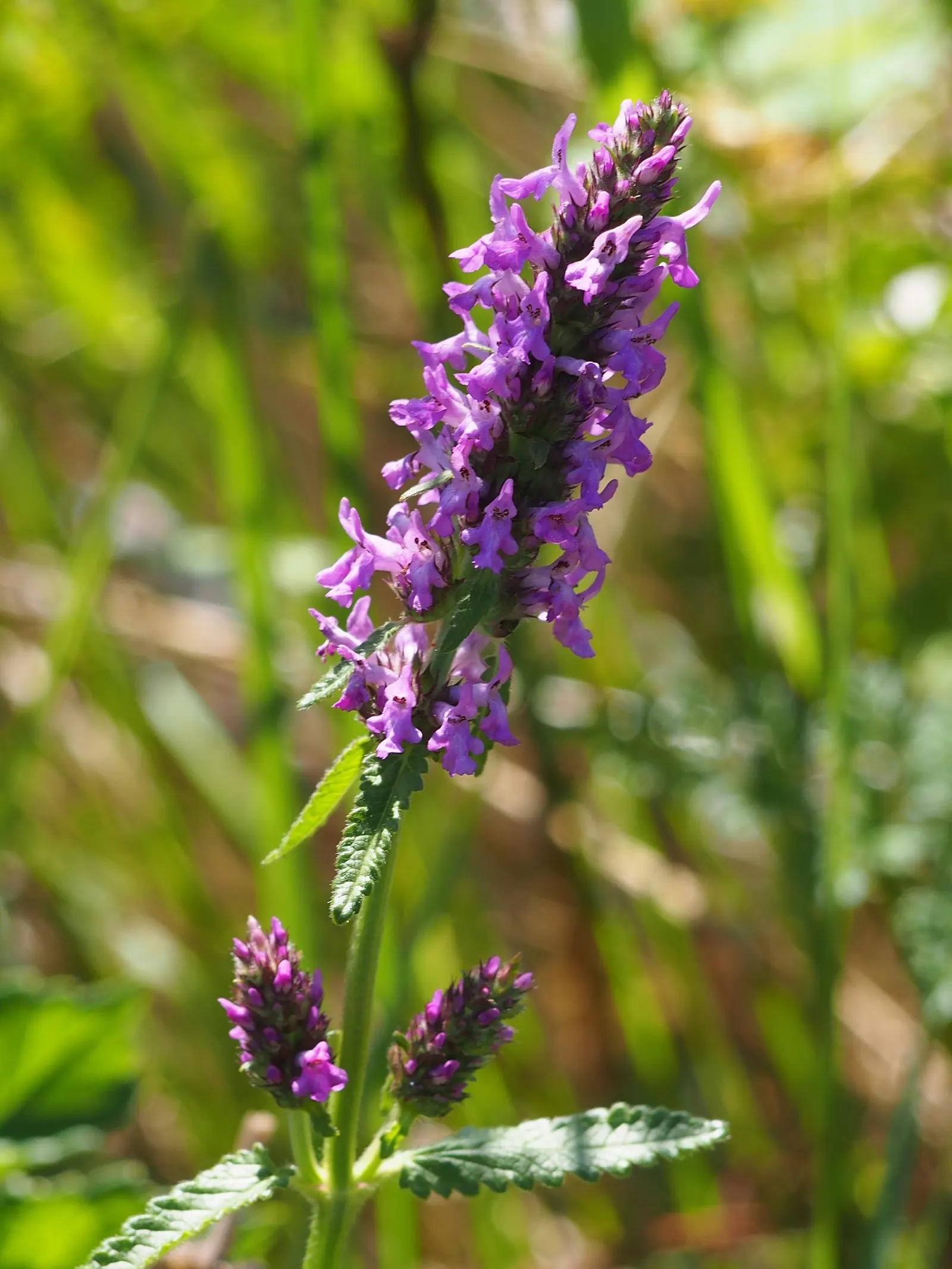 Bishop's Wort (Stachys Officinalis) — or as part of a cottage garden theme can create a scenic and harmonious outdoor space; makes it an ideal, image 152
