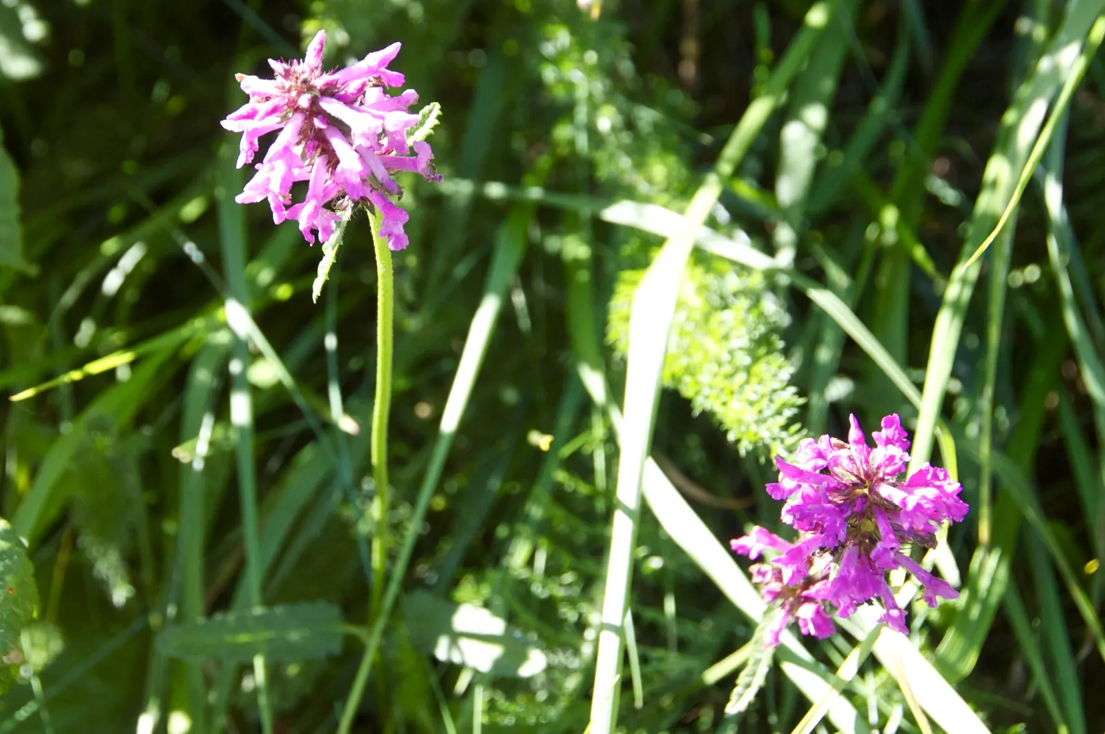 Bishop's Wort (Stachys Officinalis) — deep green color with leaves that are gently serrated; is a perennial herb valued for its spikes of vibrant, image 169