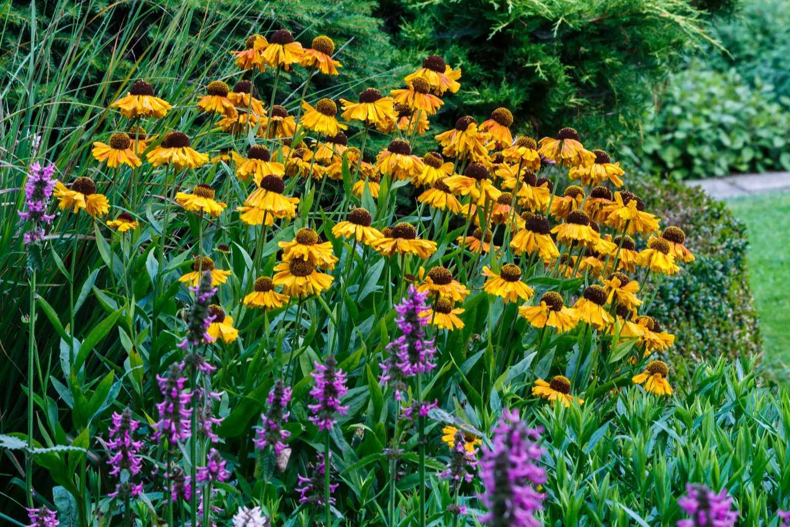 Bishop's Wort (Stachys Officinalis) — Flourishing in USDA zones 4-8, it thrives in well-drained soil with full sun to partial shade; promoting, image 158