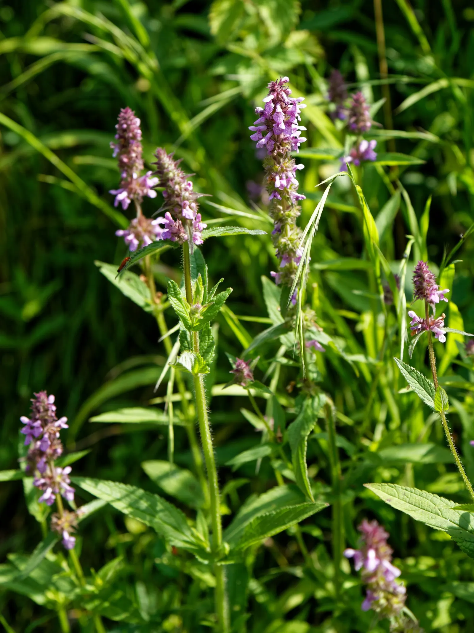 Bishop's Wort (Stachys Officinalis) — commonly referred to as Bishop's Wort or Betony; withstanding temperatures well below freezing.<br><br>For, image 163