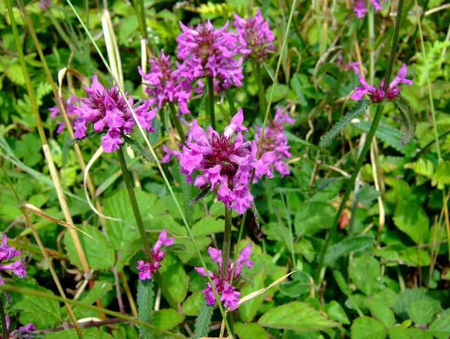 Bishop's Wort (Stachys Officinalis) — set against whorls of foliage; incorporating Bishop's Wort can add a sense of tradition and natural beauty, image 141