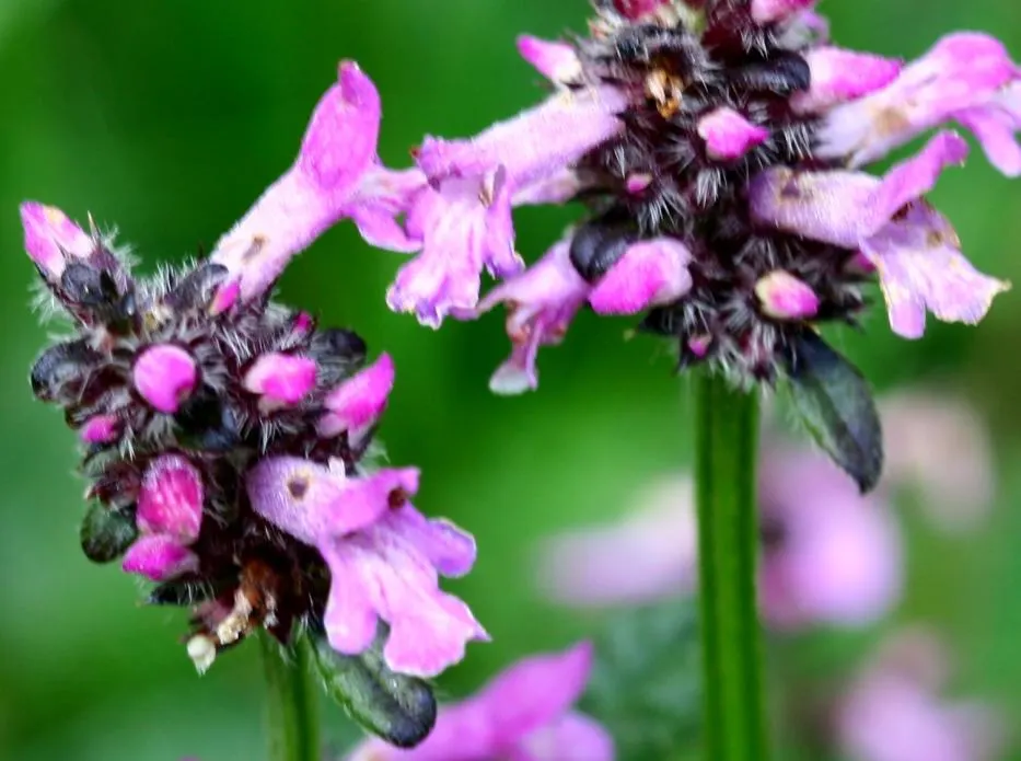 Bishop's Wort (Stachys Officinalis) — is a perennial herb that offers both aesthetic charm and historical medicinal uses; pink and red flowers in, image 164