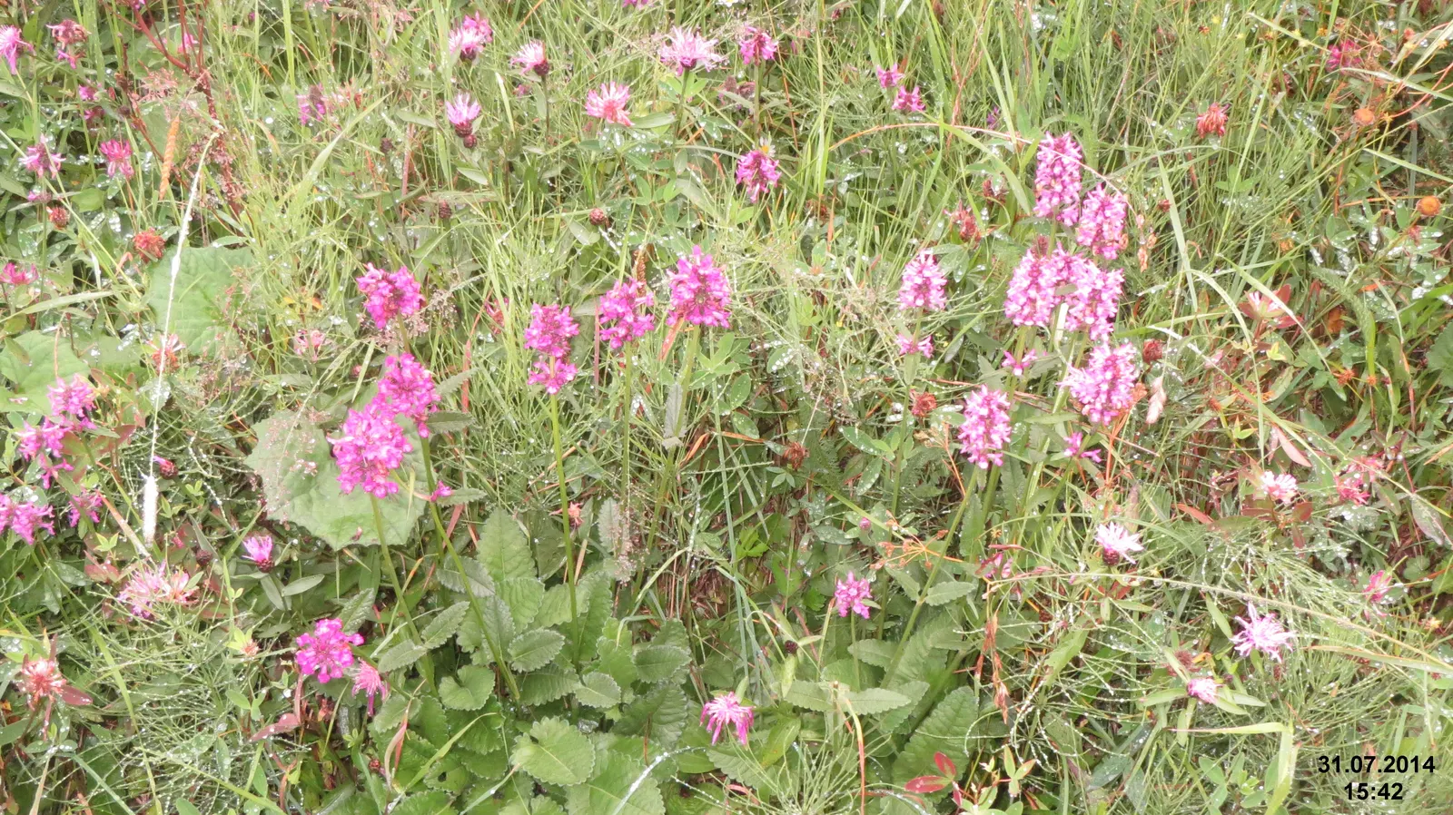 Bishop's Wort (Stachys Officinalis) — perennial with pink and red blooms; it is hardy in USDA zones 4 through 8, image 123