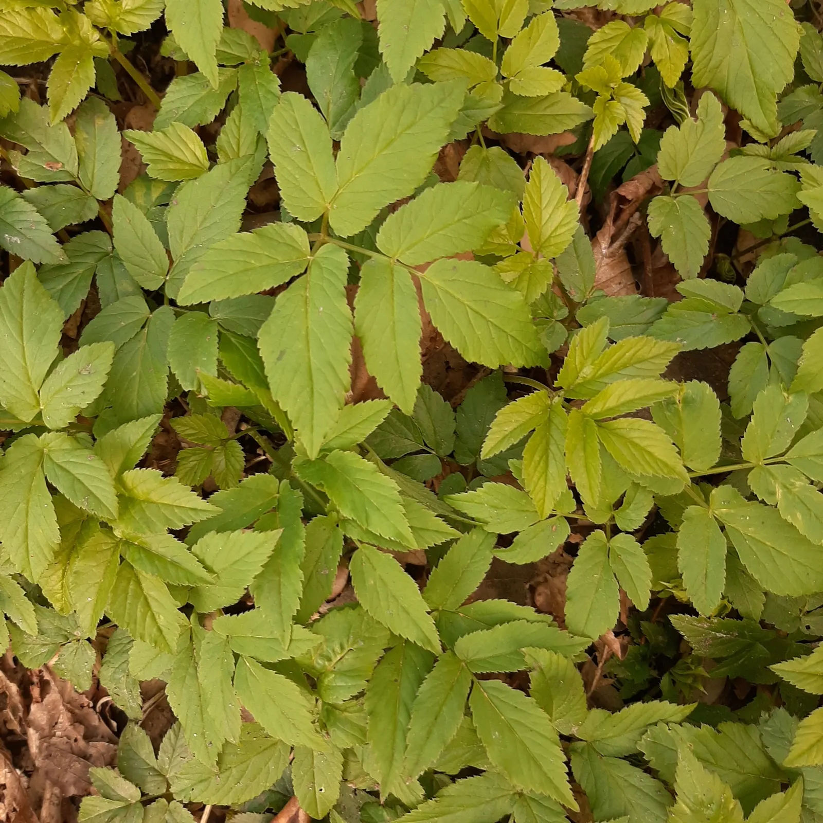 Bishop's Wort (Stachys Officinalis) — set against whorls of foliage; incorporating Bishop's Wort can add a sense of tradition and natural beauty