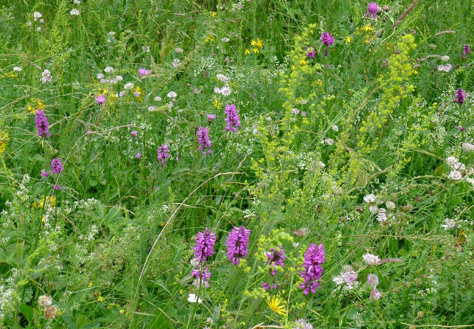 Bishop's Wort (Stachys Officinalis) — Renowned for its medicinal properties and magnetism for pollinators; this plant offers the dual benefits of, image 128