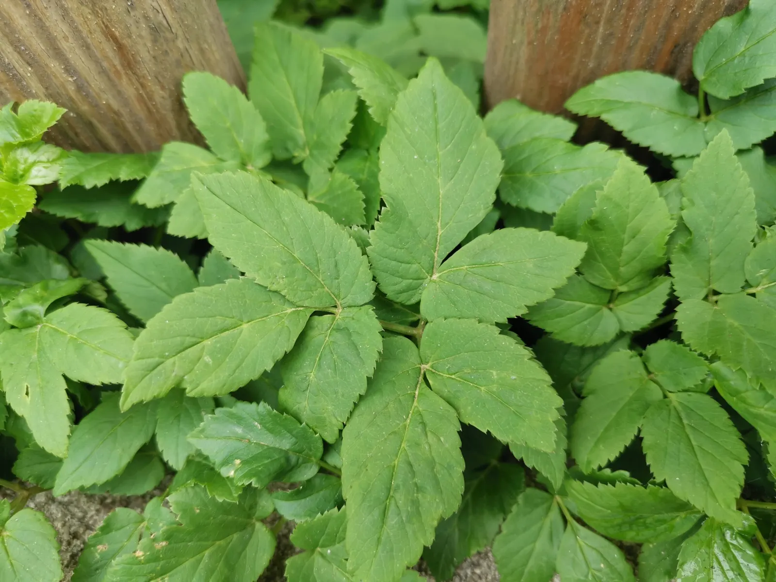 Bishop's Wort (Stachys Officinalis) — textured look.<br><br>Bishop's Wort blooms from early to late summer; is a perennial herb that offers both aesthetic
