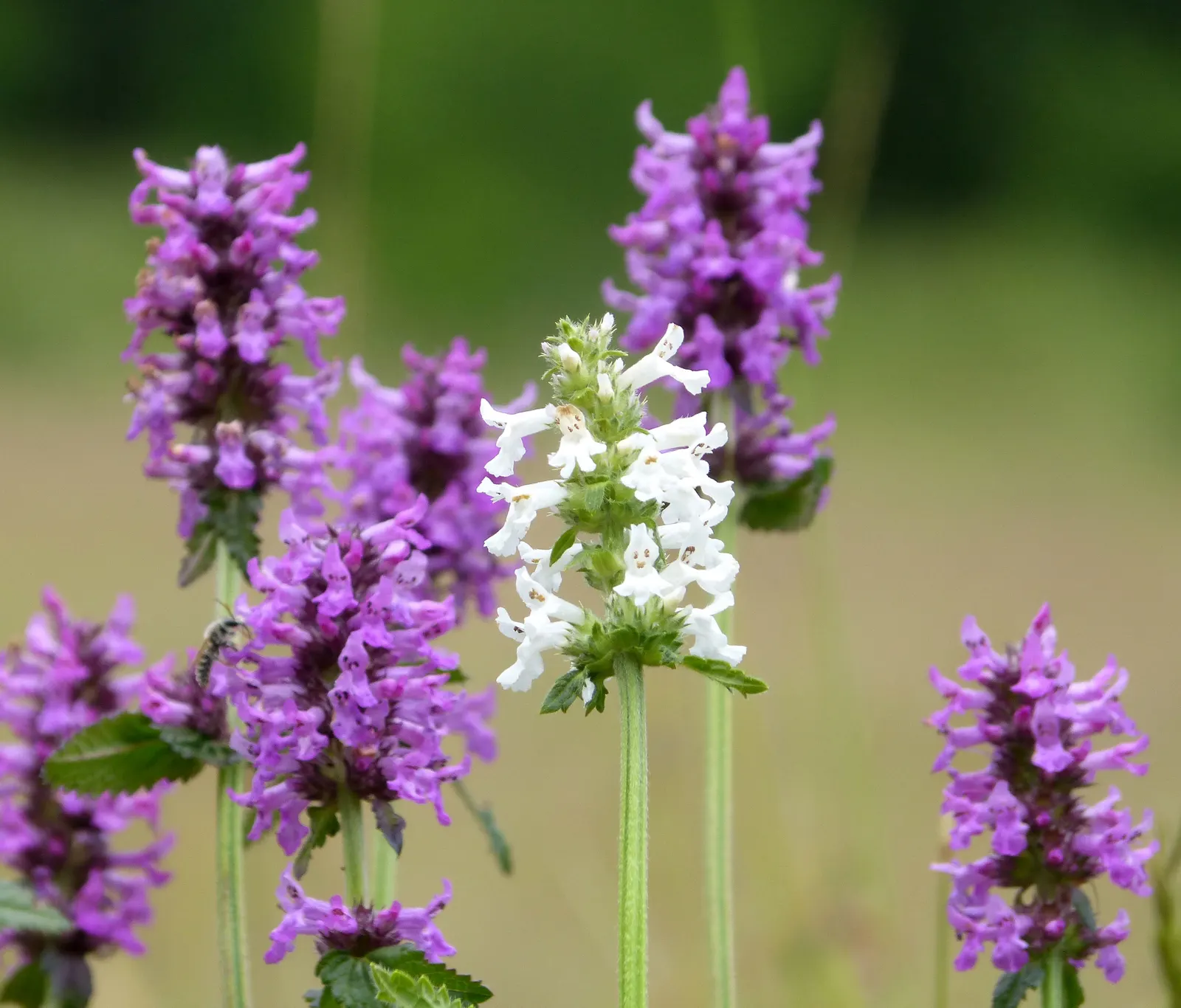 Bishop's Wort (Stachys Officinalis) — Flourishing in USDA zones 4-8, it thrives in well-drained soil with full sun to partial shade; promoting, image 127