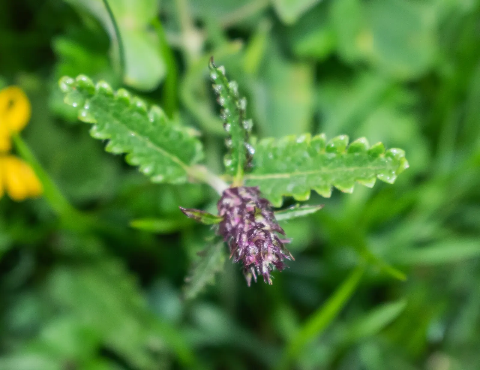 Bishop's Wort (Stachys Officinalis) — set against whorls of foliage; incorporating Bishop's Wort can add a sense of tradition and natural beauty, image 110