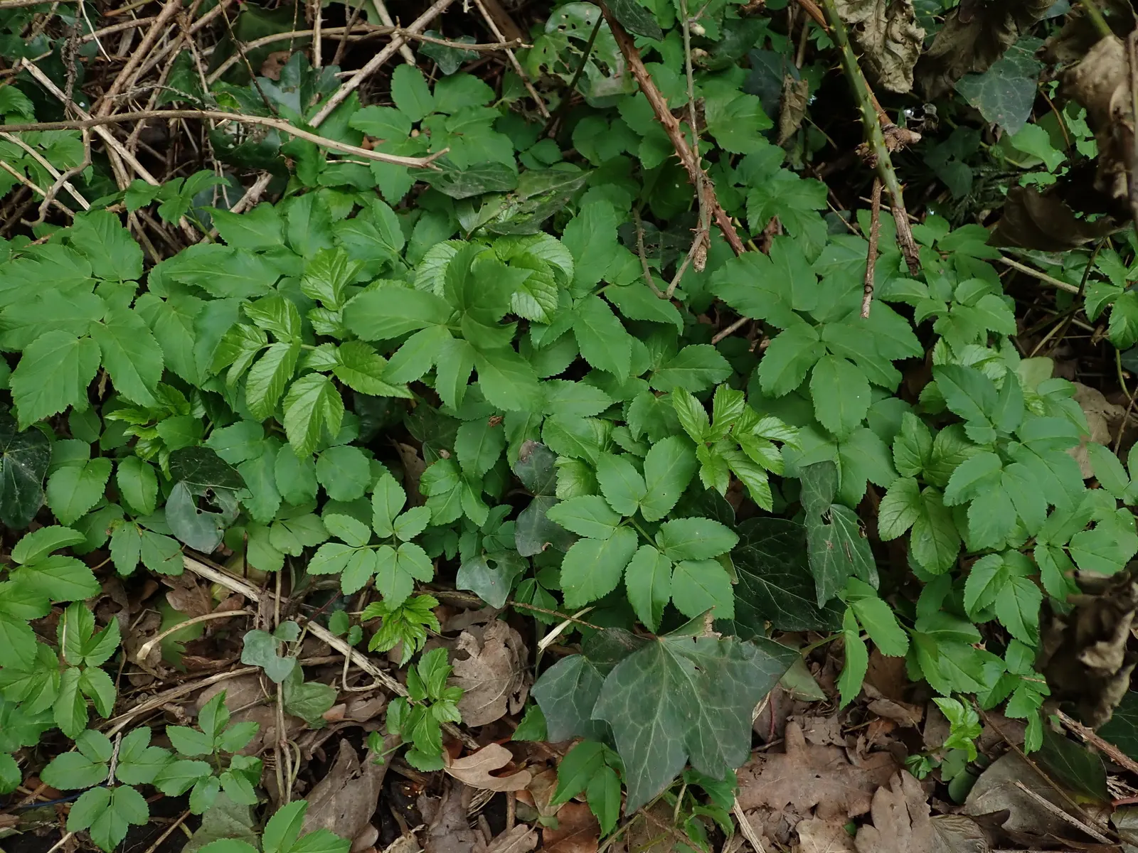 Bishop's Wort (Stachys Officinalis) — This plant typically reaches a height of about 1 to 2 feet and spreads approximately the same in width; establishing