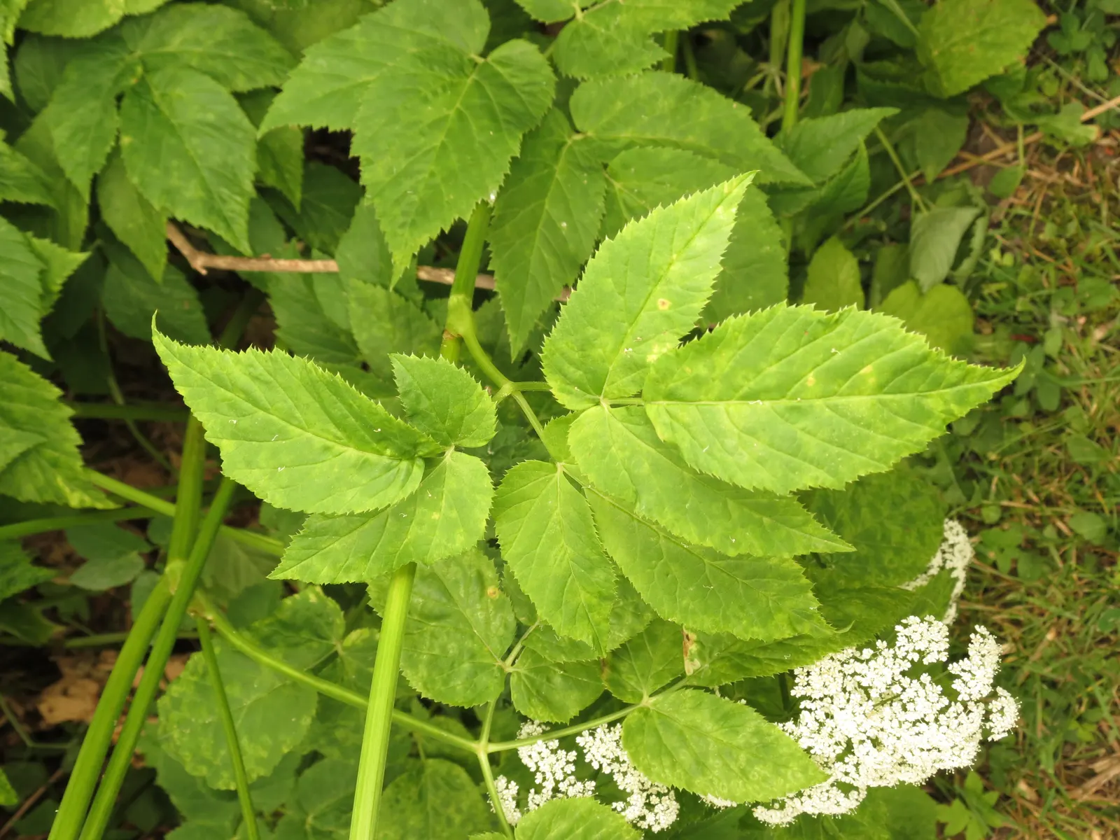 Bishop's Wort (Stachys Officinalis) — commonly referred to as Bishop's Wort or Betony; withstanding temperatures well below freezing.<br><br>For the landscape