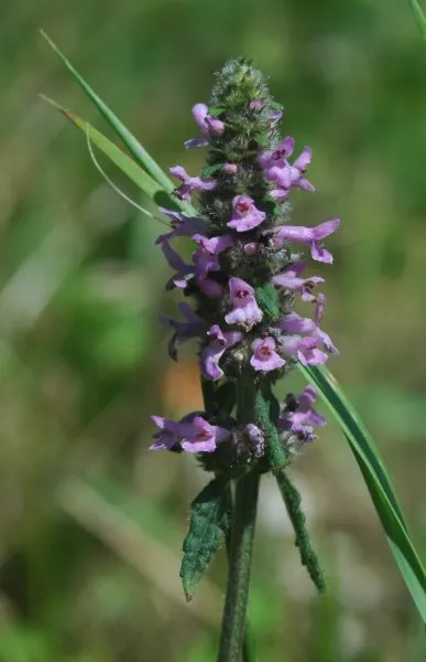 Bishop's Wort (Stachys Officinalis) — perennial for full or half; or as part of a cottage garden theme can create a scenic and harmonious outdoor, image 124