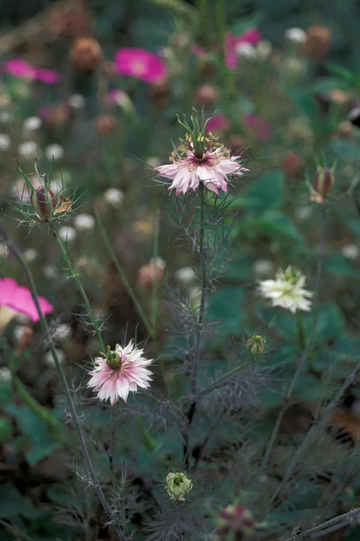 Bishop's Wort (Stachys Officinalis) — is a perennial herb valued for its spikes of vibrant purple flowers atop 1-2 ft stalks; this plant typically reaches a