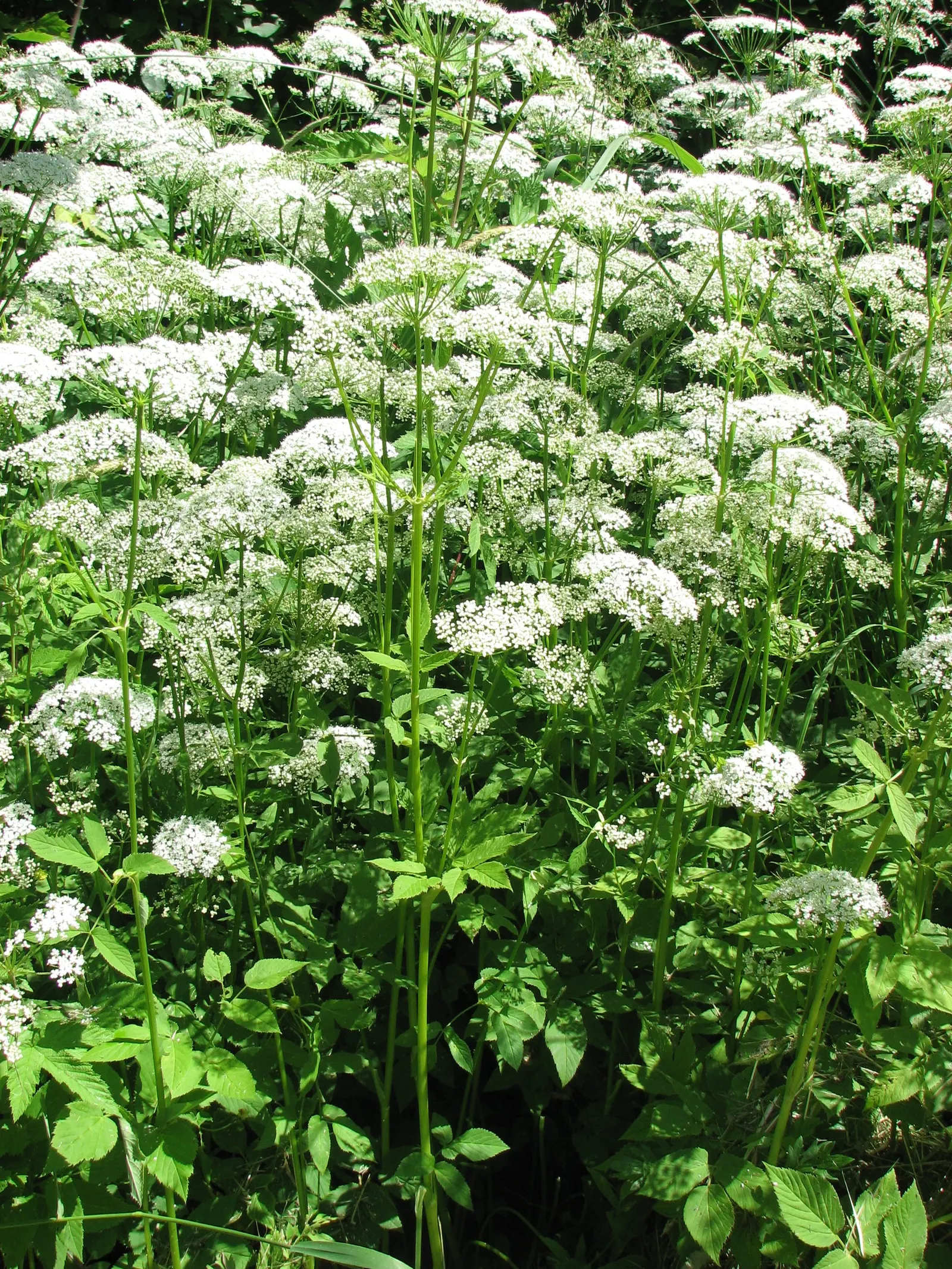 Bishop's Wort (Stachys Officinalis) — making it a unique addition to any garden design; its compact clumping habit