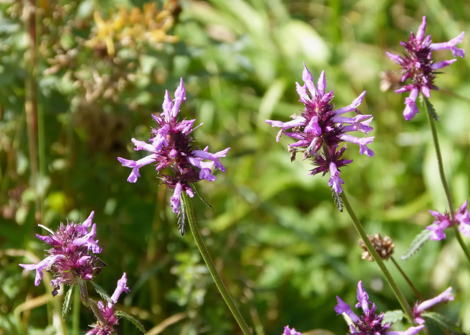 Bishop's Wort (Stachys Officinalis) — Careful placement within borders; perennial for full or half, image 120