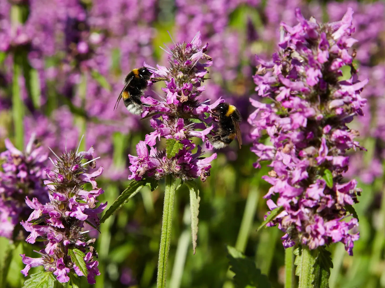 Bishop's Wort (Stachys Officinalis) — this plant offers the dual benefits of visual appeal and historical significance; set against whorls of, image 118