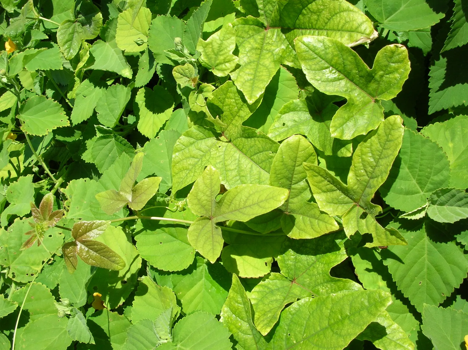 Bishop's Wort (Stachys Officinalis) — It is hardy in USDA zones 4 through 8; making it a low-maintenance option for gardeners