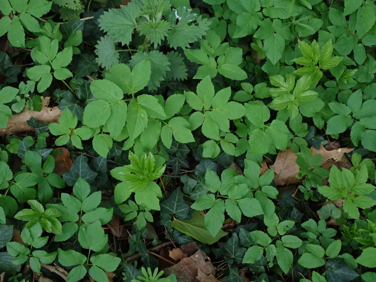 Bishop's Wort (Stachys Officinalis) — establishing itself with square stems indicative of the Lamiaceae family; stachys officinalis thrives in well-drained