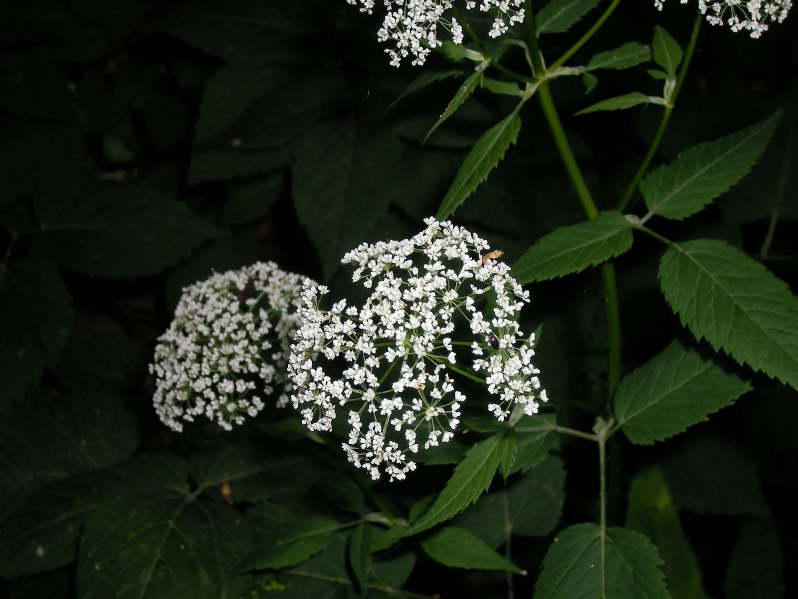 Bishop's Wort (Stachys Officinalis) — withstanding temperatures well below freezing.<br><br>For the landscape designer; careful placement within, image 177