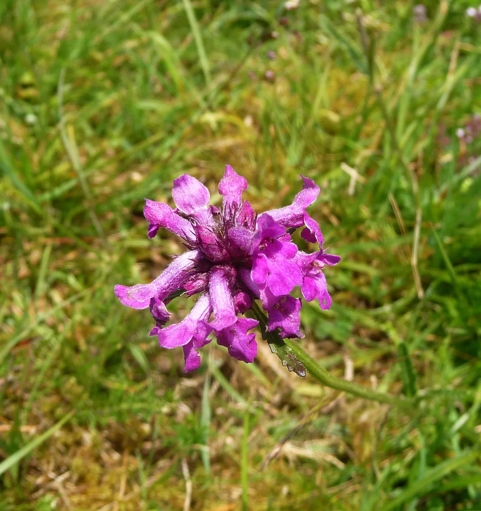 Bishop's Wort (Stachys Officinalis) — incorporating Bishop's Wort can add a sense of tradition and natural beauty; flourishing in USDA zones 4-8, image 116
