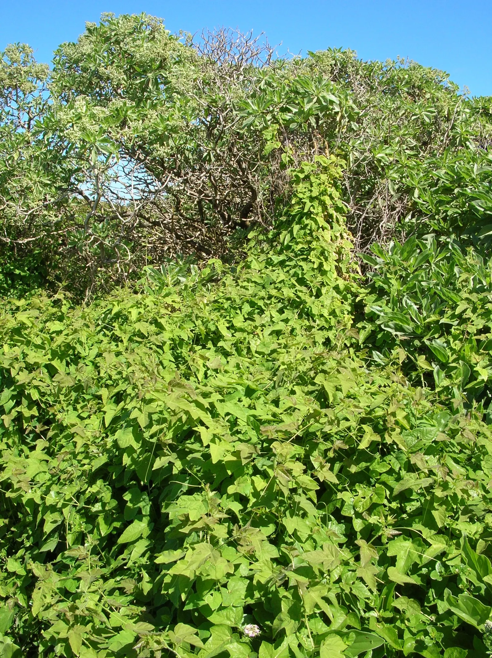 Bishop's Wort (Stachys Officinalis) — incorporating Bishop's Wort can add a sense of tradition and natural beauty; flourishing in USDA zones 4-8, it thrives in