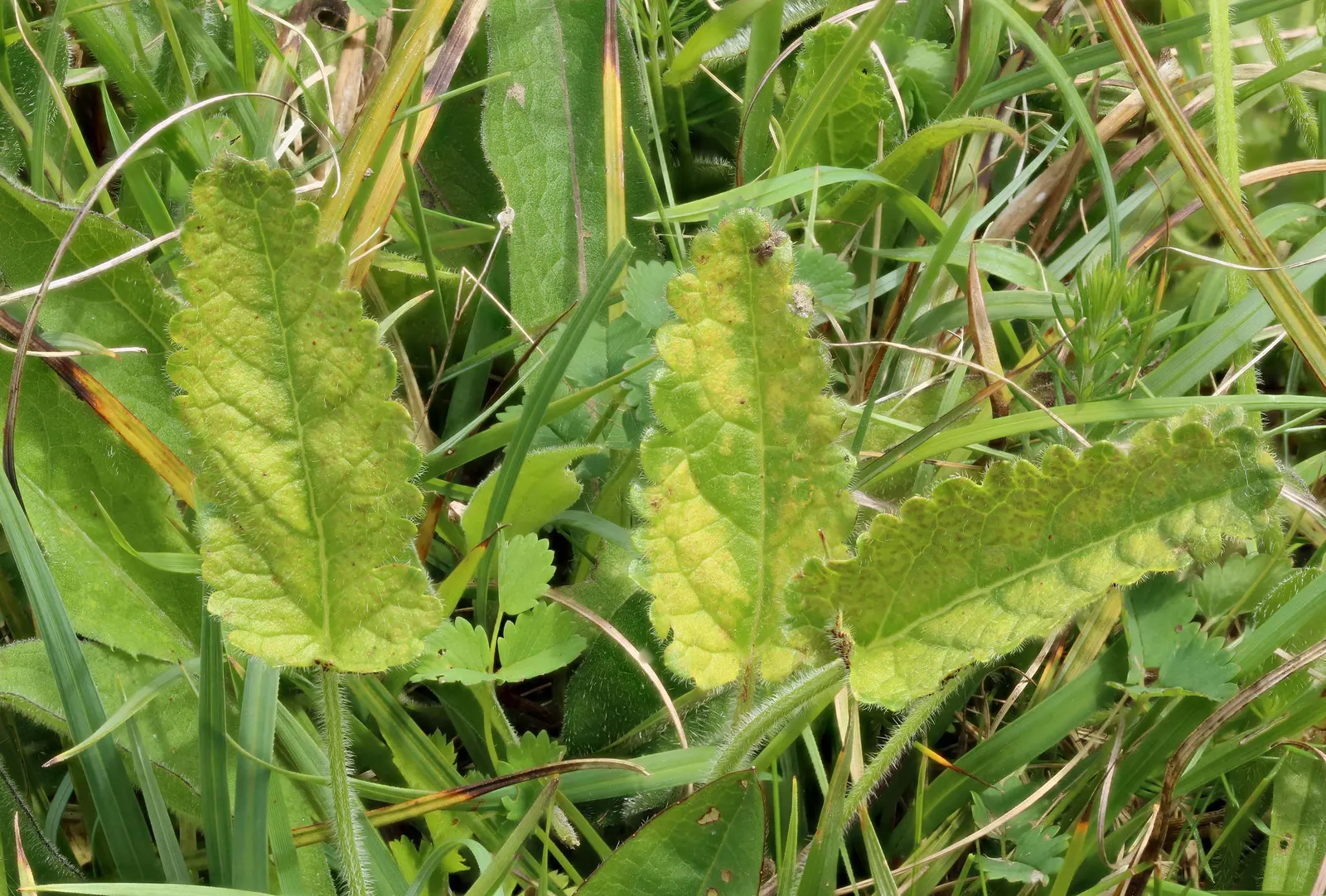 Bishop's Wort (Stachys Officinalis) — as it was once believed to have various healing properties; as well as encouraging wildlife presence, image 119