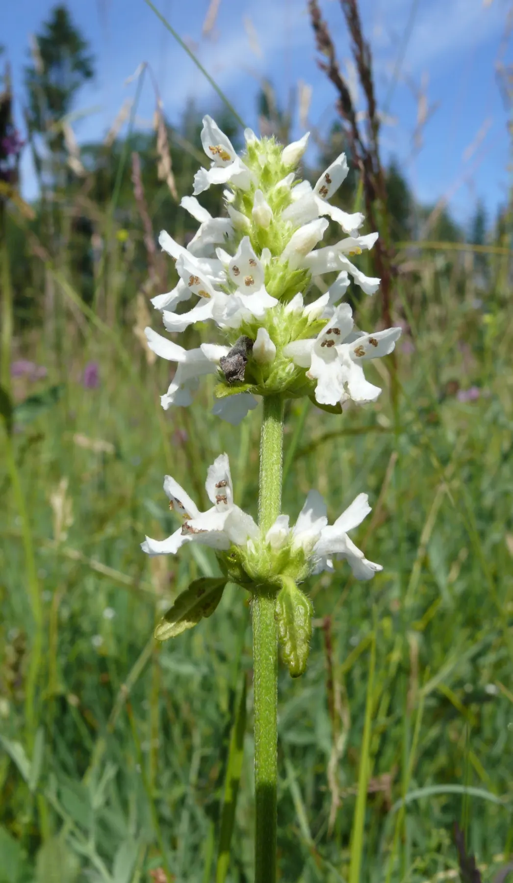 Bishop's Wort (Stachys Officinalis) — making it a low-maintenance option for gardeners; its foliage presents a rich, image 113