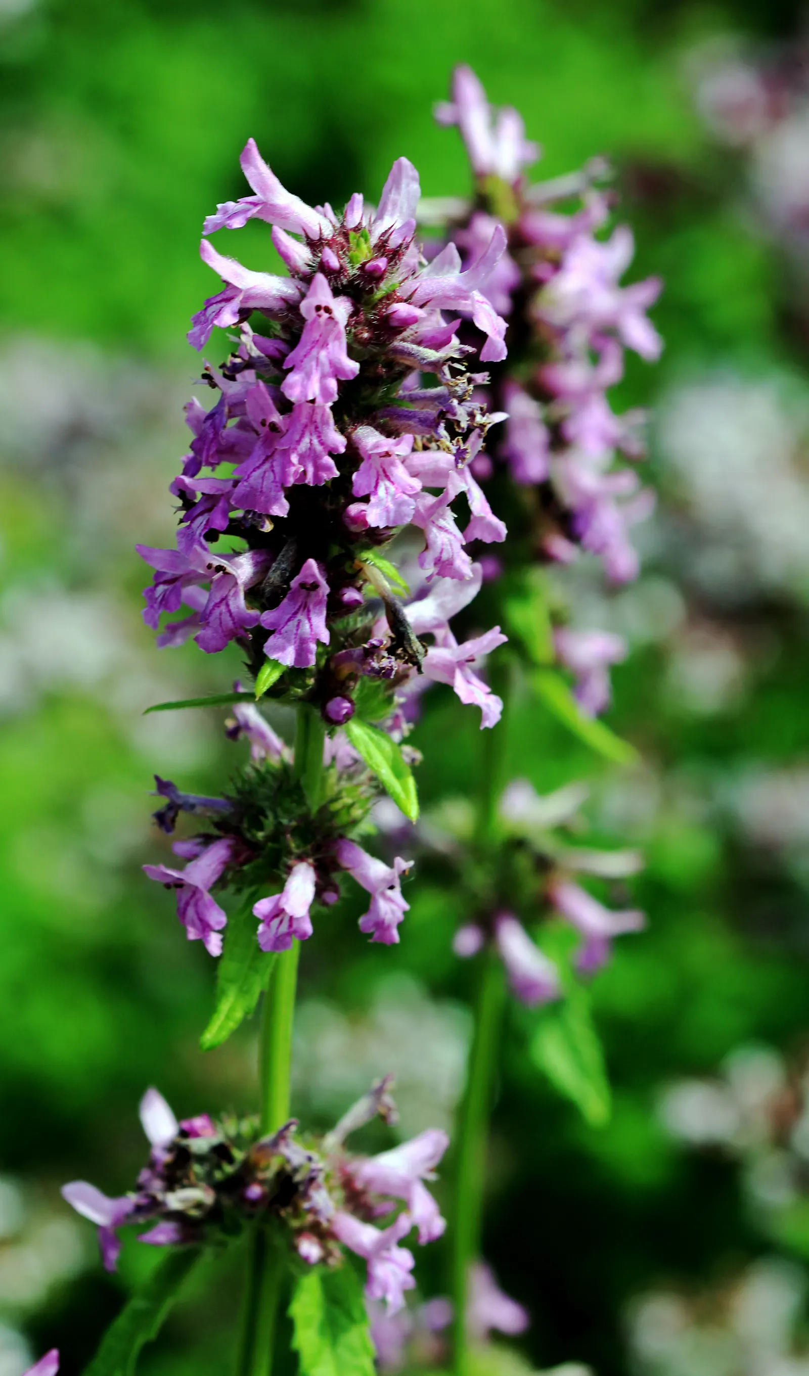 Bishop's Wort (Stachys Officinalis) — as well as encouraging wildlife presence; making it a unique addition to any garden design, image 117