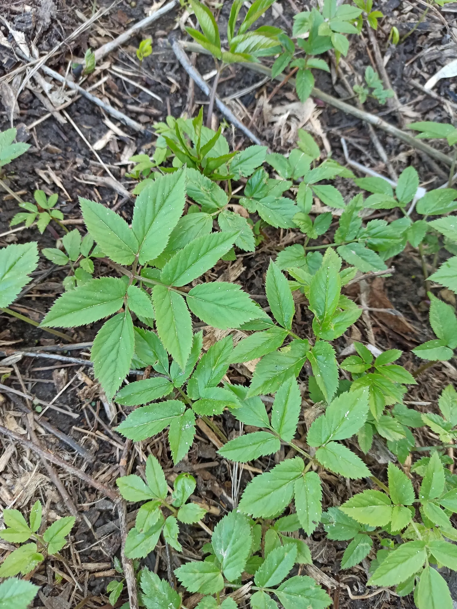 Bishop's Wort (Stachys Officinalis) — deep green color with leaves that are gently serrated; is a perennial herb valued for its spikes of vibrant purple