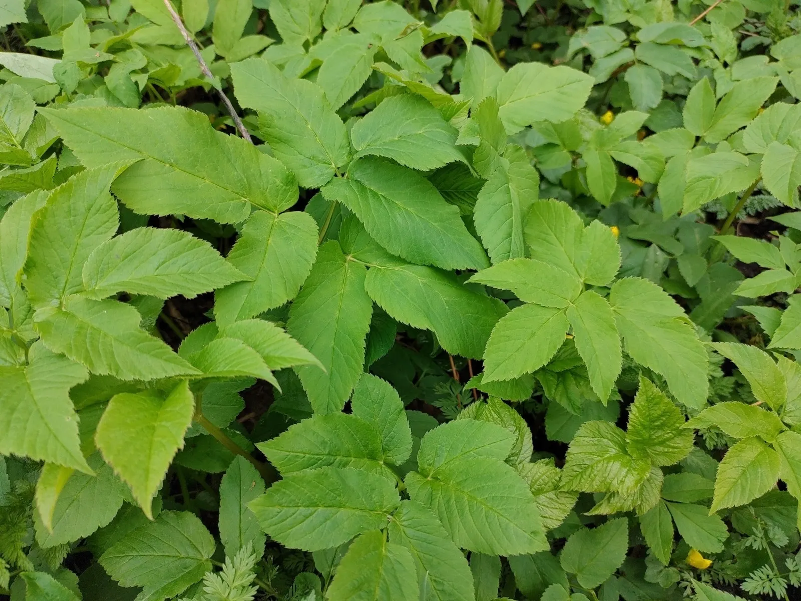 Bishop's Wort (Stachys Officinalis) — or as part of a cottage garden theme can create a scenic and harmonious outdoor space; makes it an ideal, image 183