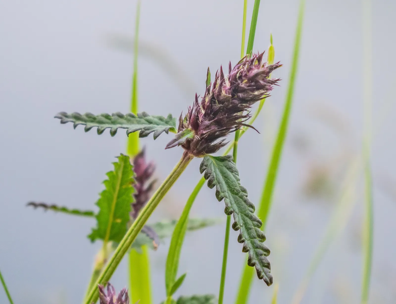 Bishop's Wort (Stachys Officinalis) — deep green color with leaves that are gently serrated; is a perennial herb valued for its spikes of vibrant, image 107
