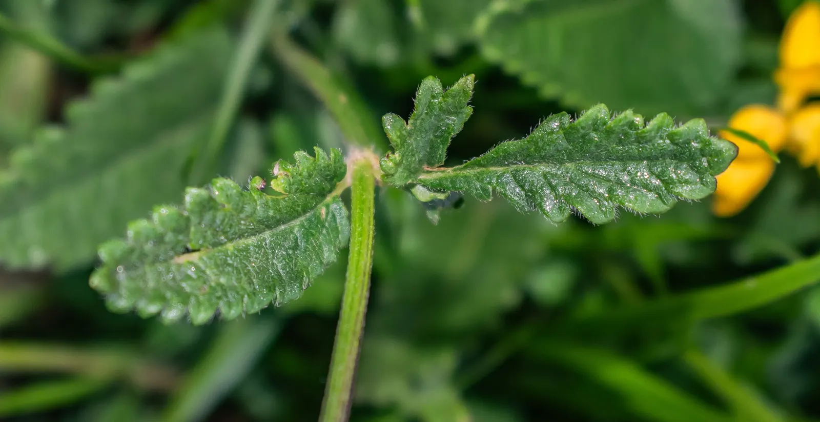 Bishop's Wort (Stachys Officinalis) — Stachys officinalis thrives in well-drained soil and demonstrates moderate drought tolerance once, image 112
