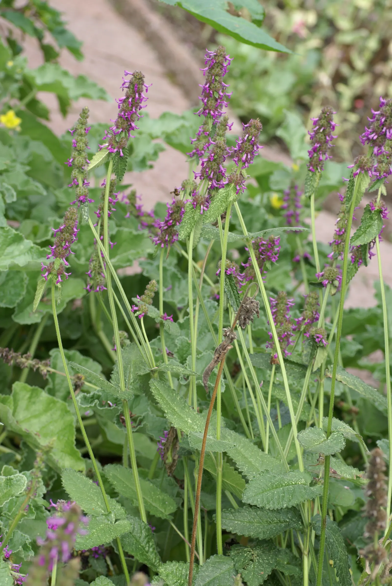 Bishop's Wort (Stachys Officinalis) — or as part of a cottage garden theme can create a scenic and harmonious outdoor space; makes it an ideal, image 121
