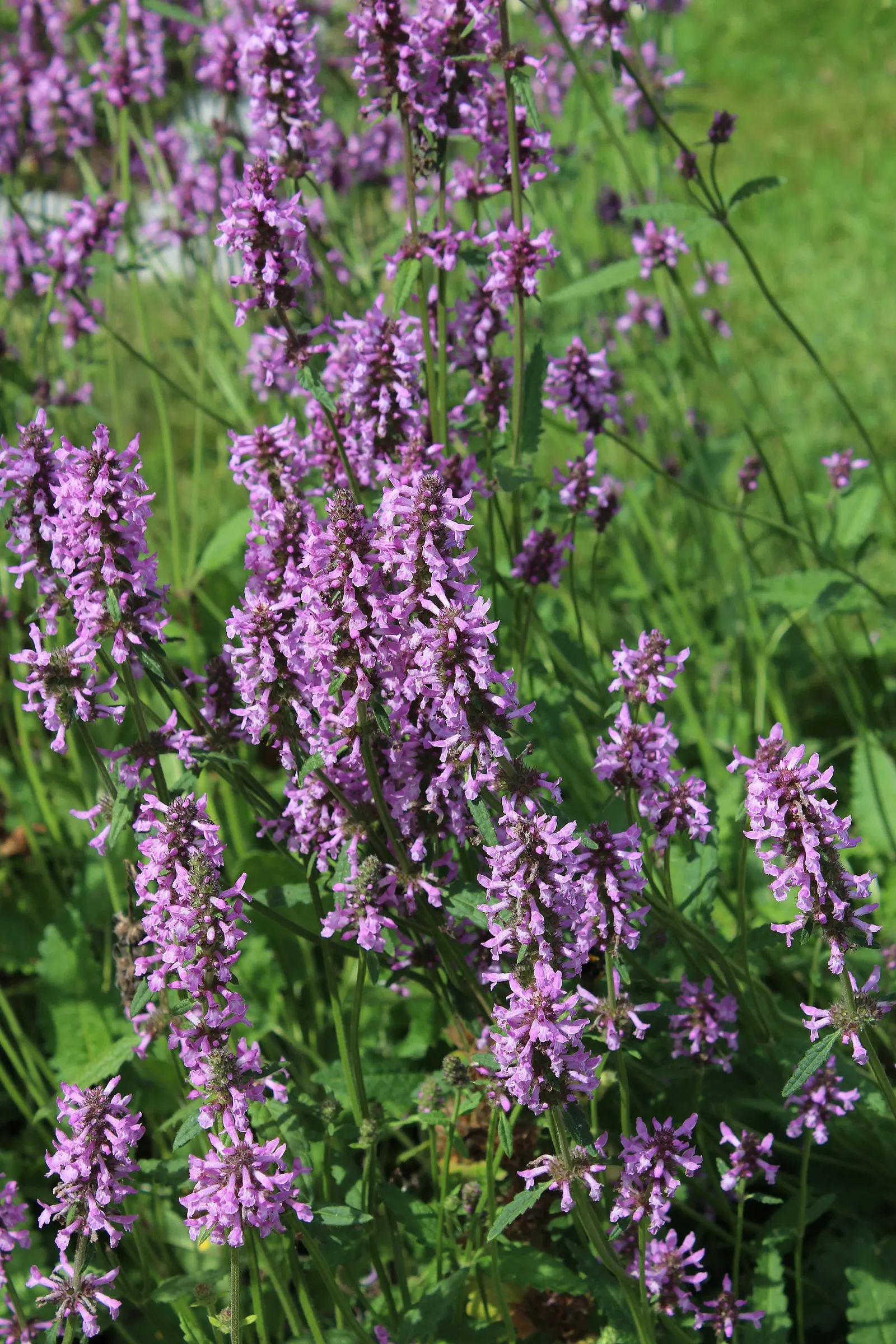 Bishop's Wort (Stachys Officinalis) — is a perennial herb valued for its spikes of vibrant purple flowers atop 1-2 ft stalks; this plant typically, image 126