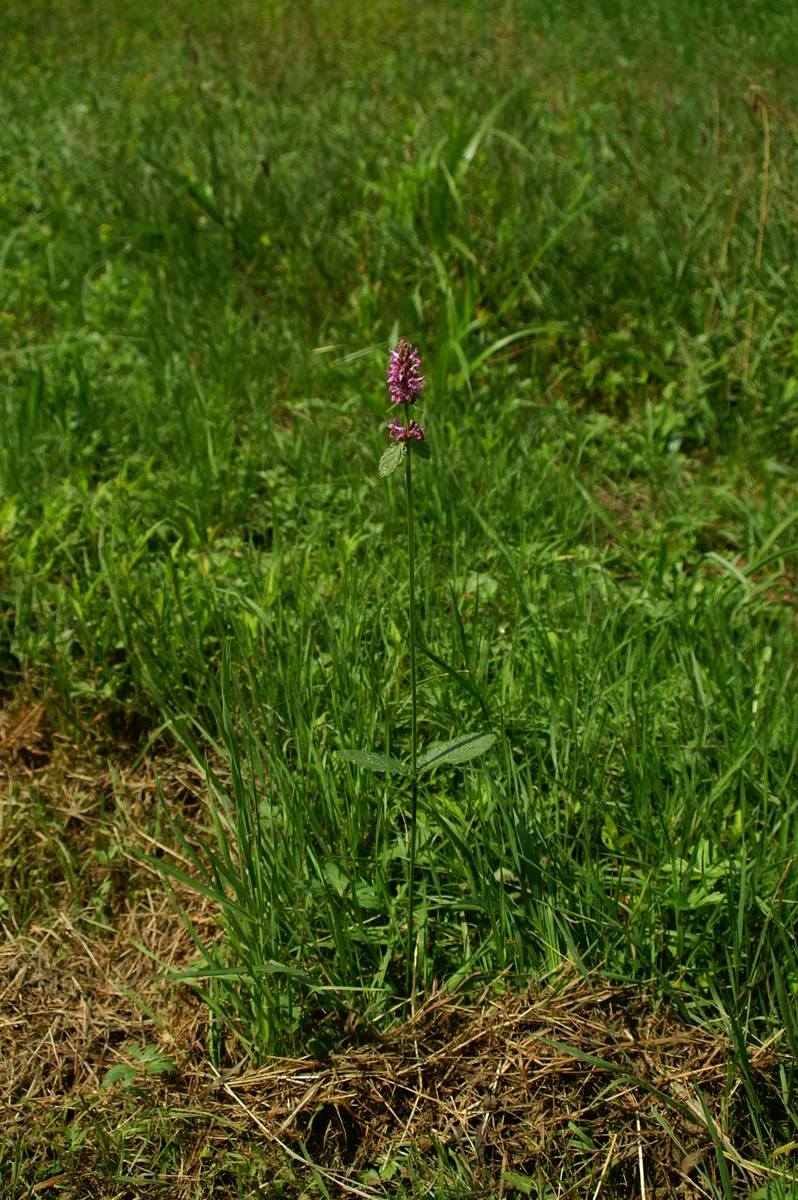 Bishop's Wort (Stachys Officinalis) — commonly known as Bishop's Wort or Betony; renowned for its medicinal properties and magnetism for pollinators, image 125