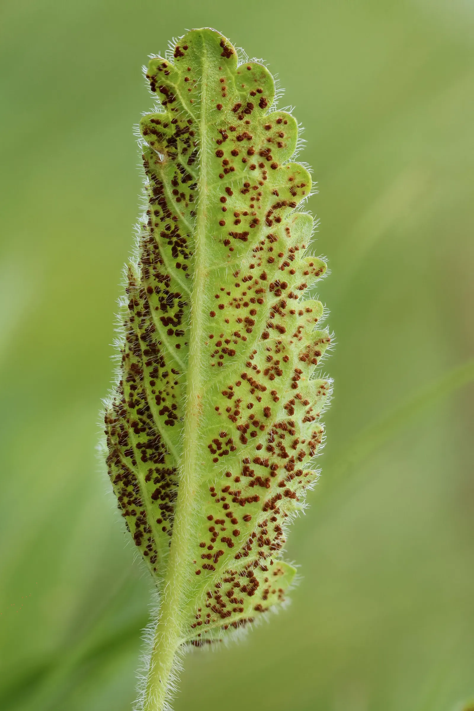 Bishop's Wort (Stachys Officinalis) — withstanding temperatures well below freezing.<br><br>For the landscape designer; careful placement within, image 115
