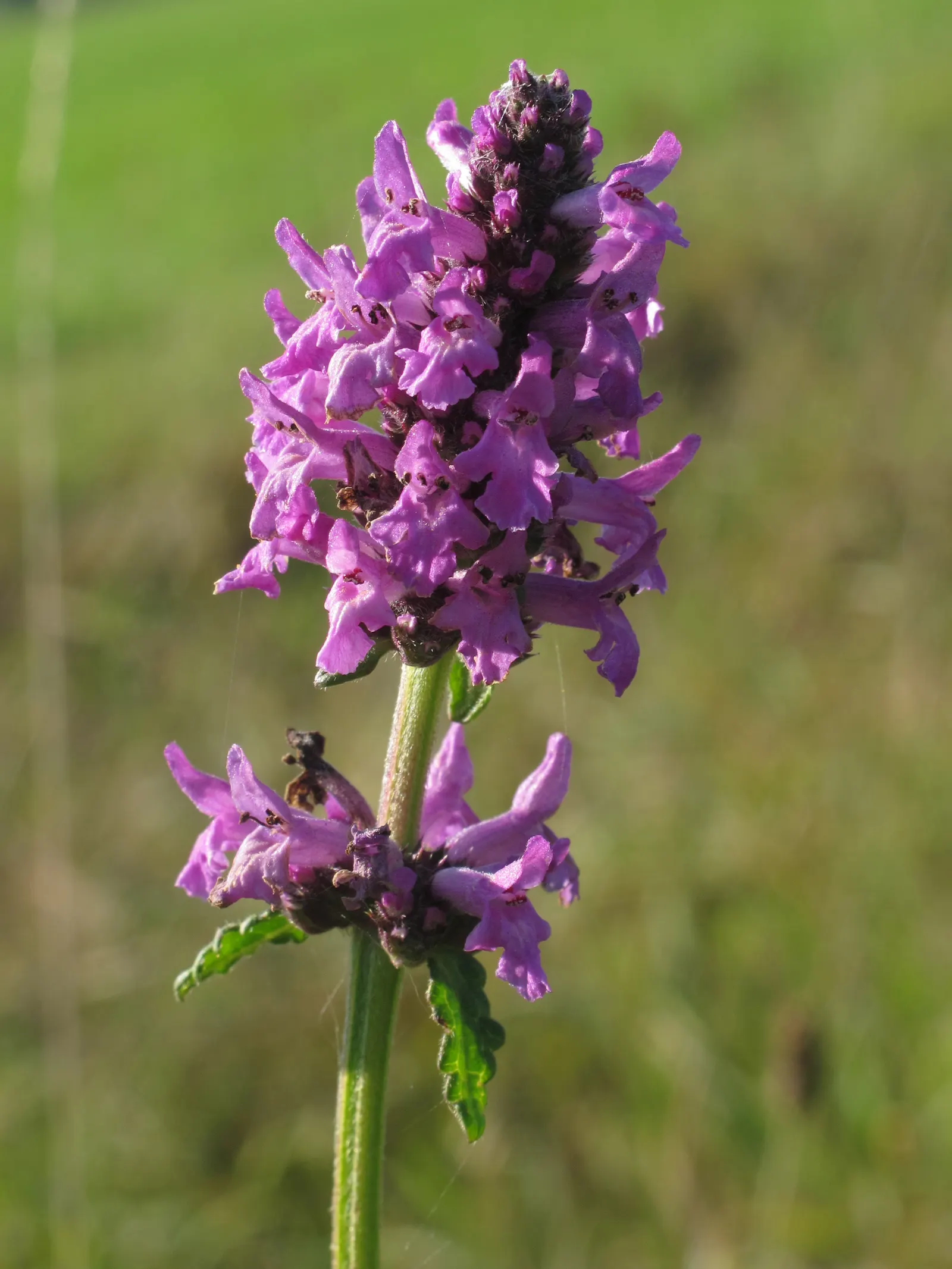 Bishop's Wort (Stachys Officinalis) — textured look.<br><br>Bishop's Wort blooms from early to late summer; is a perennial herb that offers both, image 108