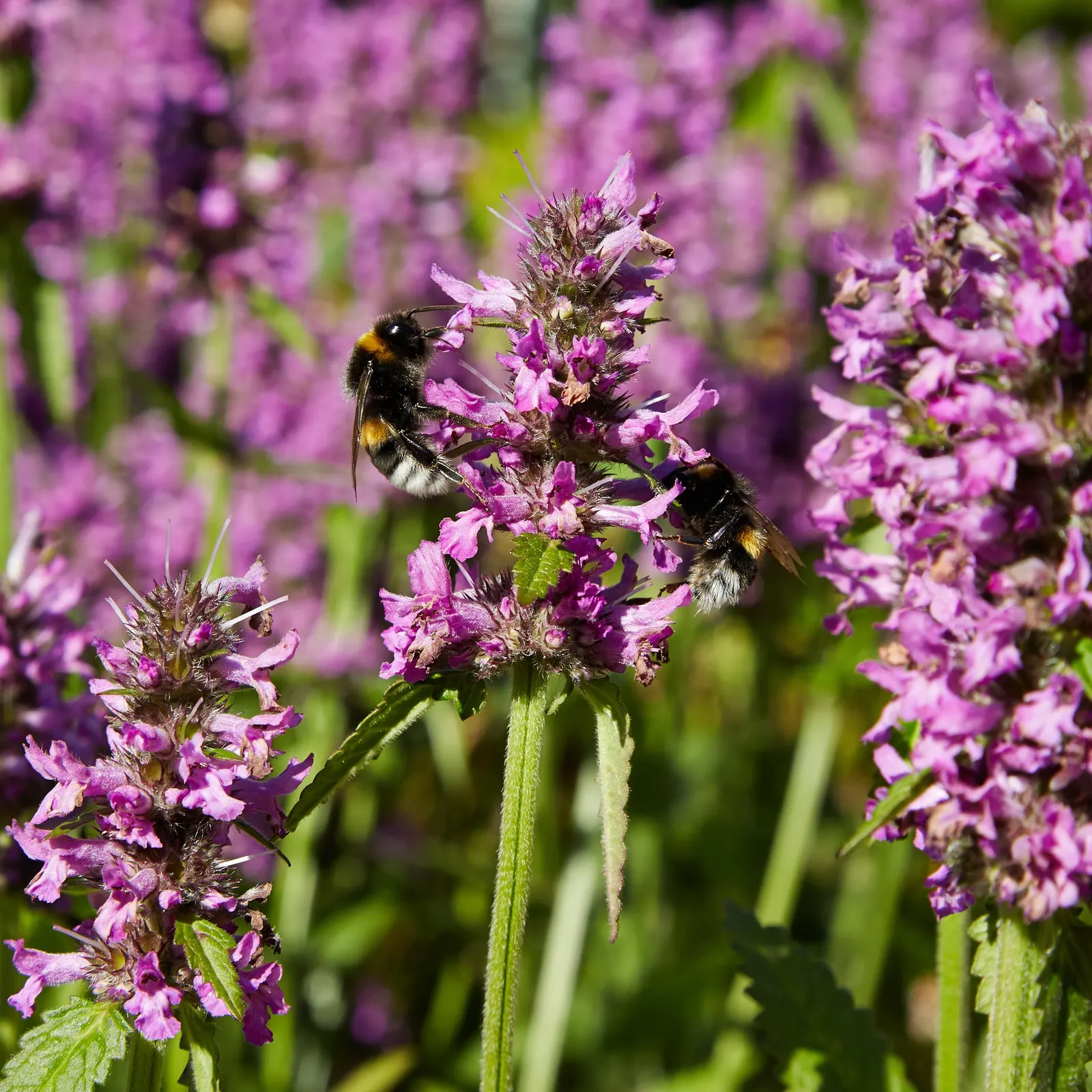 Bishop's Wort (Stachys Officinalis) — It is hardy in USDA zones 4 through 8; making it a low-maintenance option for gardeners, image 114