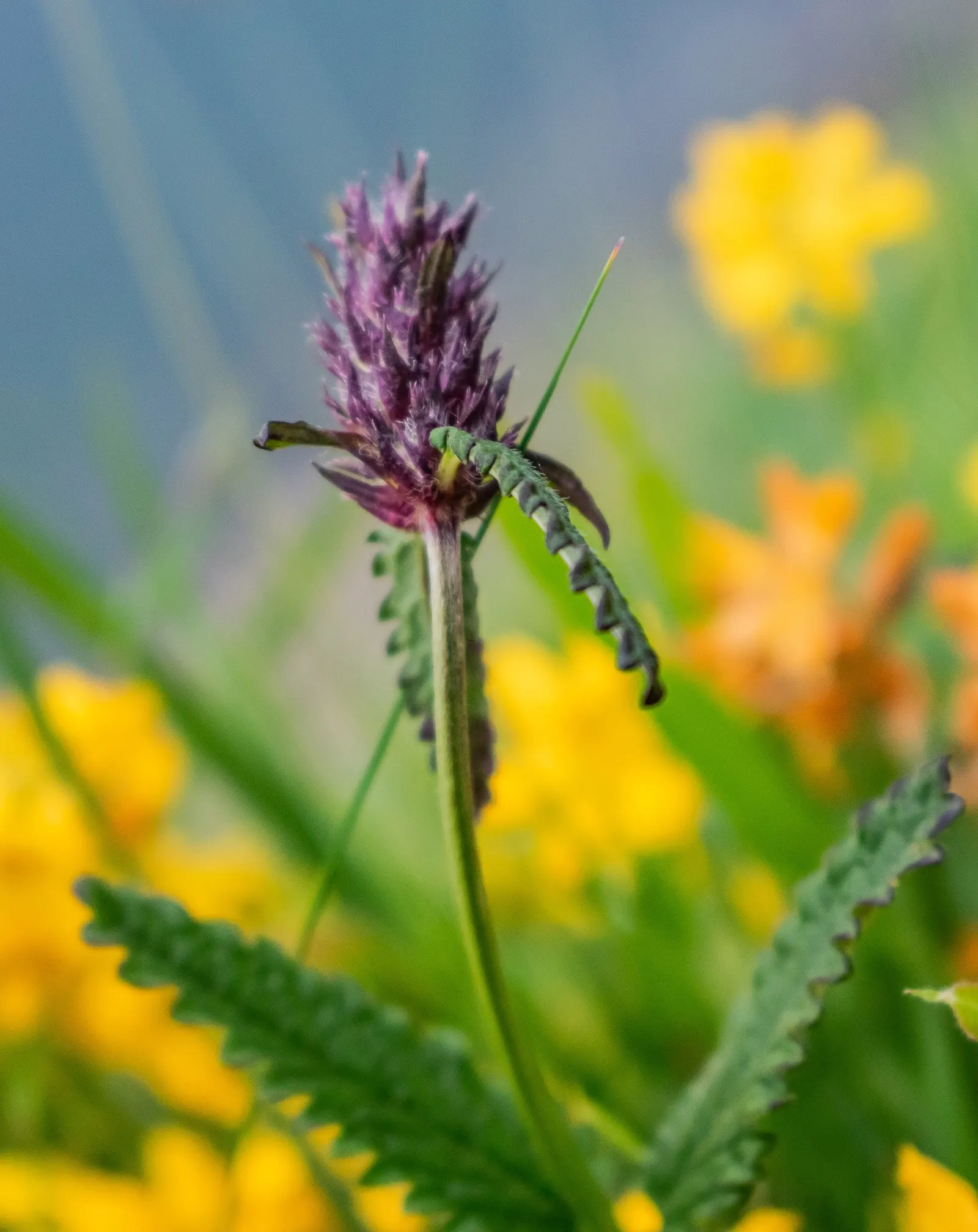 Bishop's Wort (Stachys Officinalis) — promoting biodiversity in the garden.<br><br>Preferring full sun to partial shade; perennial with pink and, image 111