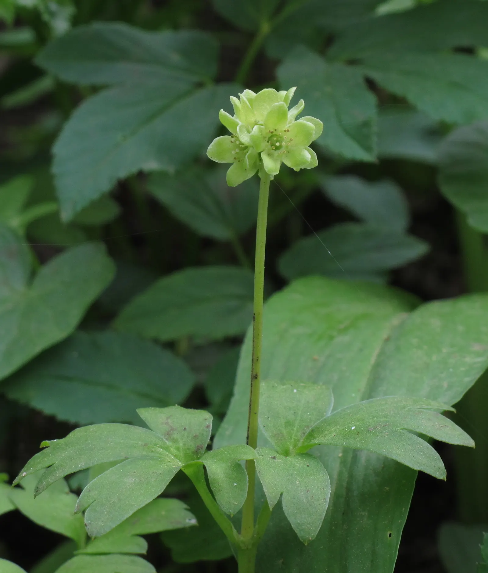 Bishop's Wort (Stachys Officinalis) — Its foliage presents a rich; as it was once believed to have various healing properties