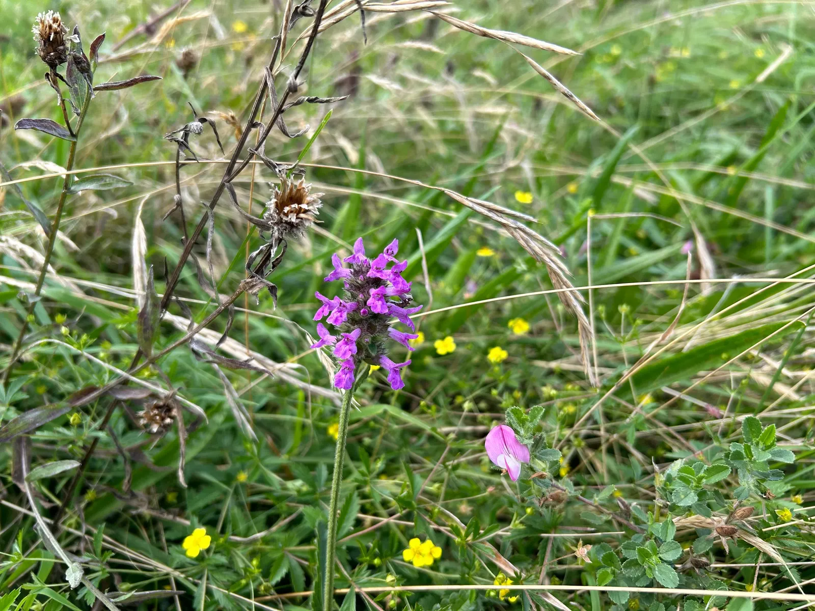 Bishop's Wort (Stachys Officinalis) — establishing itself with square stems indicative of the Lamiaceae family; stachys officinalis thrives in, image 105