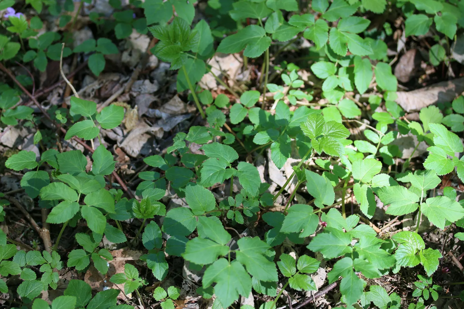 Bishop's Wort (Stachys Officinalis) — making it a low-maintenance option for gardeners