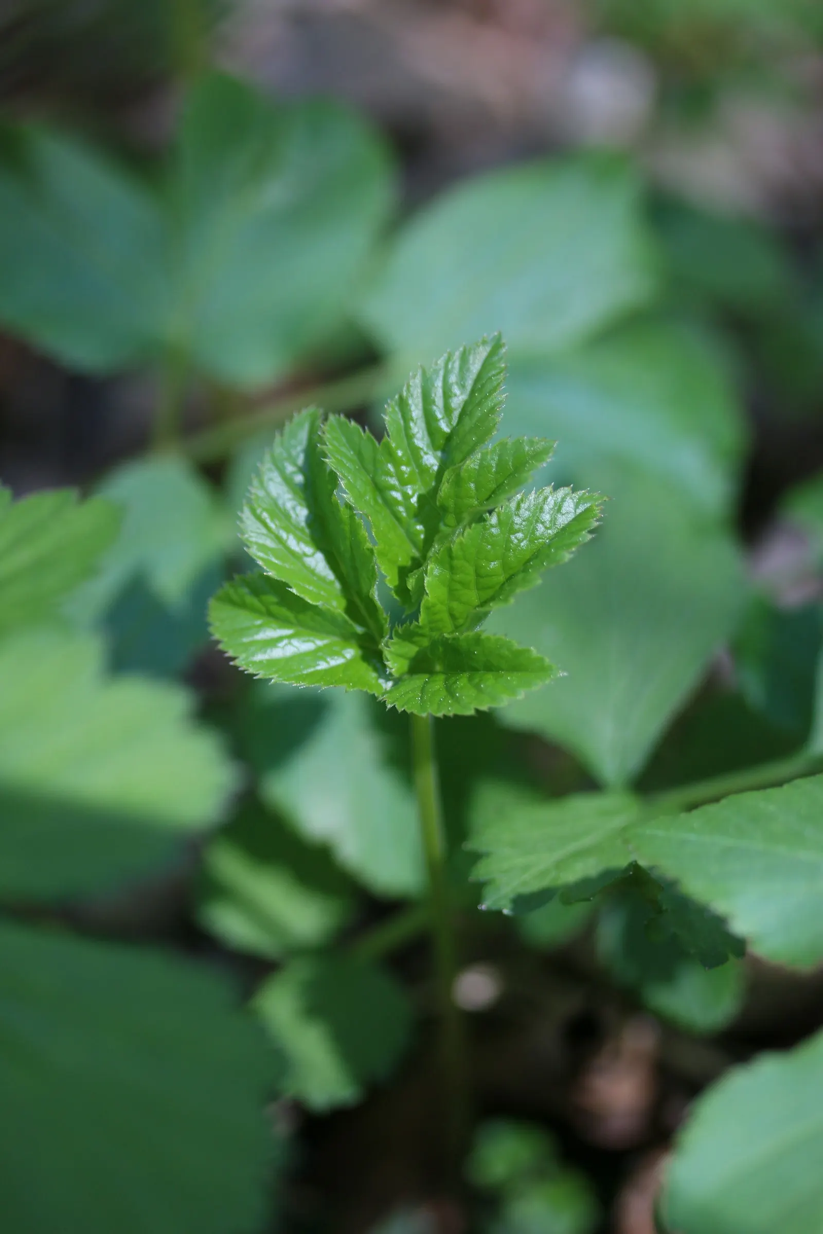 Bishop's Wort (Stachys Officinalis) — deep green color with leaves that are gently serrated