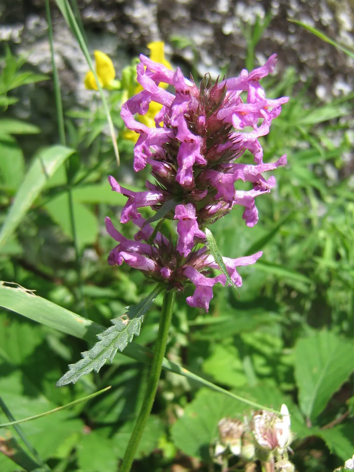 Bishop's Wort (Stachys Officinalis) — is a perennial herb that offers both aesthetic charm and historical medicinal uses; pink and red flowers in, image 102