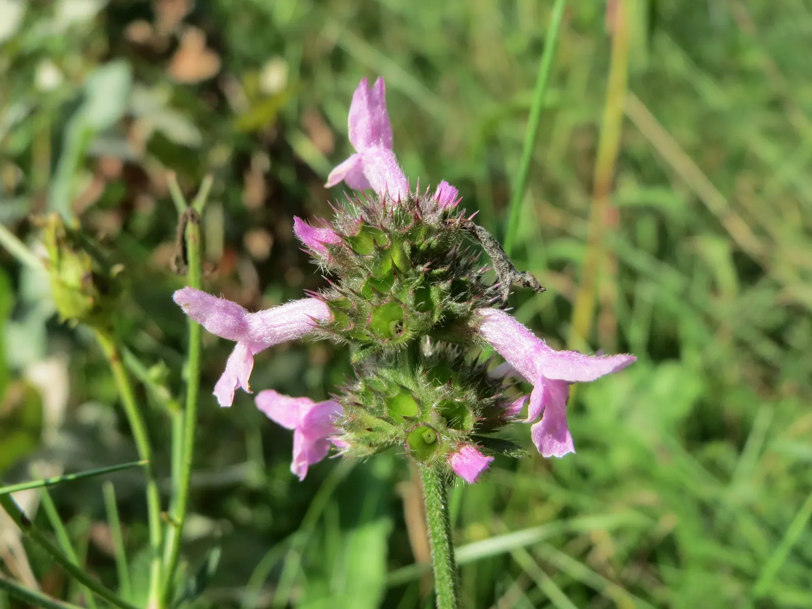 Bishop's Wort (Stachys Officinalis) — making it a unique addition to any garden design; its compact clumping habit, image 103