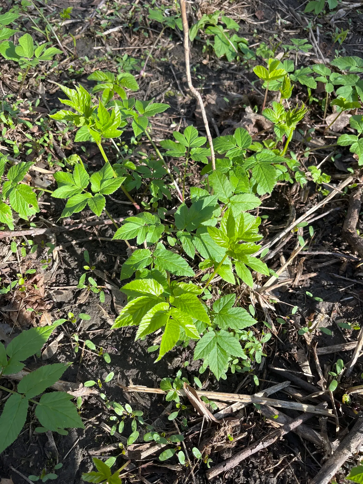 Bishop's Wort (Stachys Officinalis) — Its foliage presents a rich