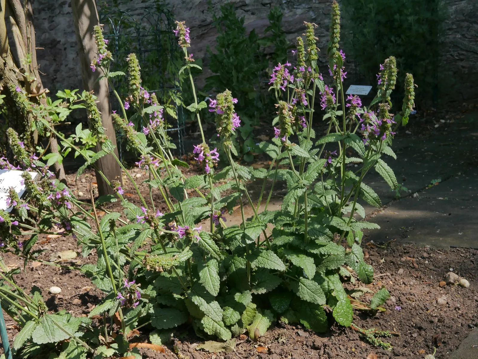 Bishop's Wort (Stachys Officinalis) — tubular flowers that are often a vibrant shade of purple or sometimes pink, image 109