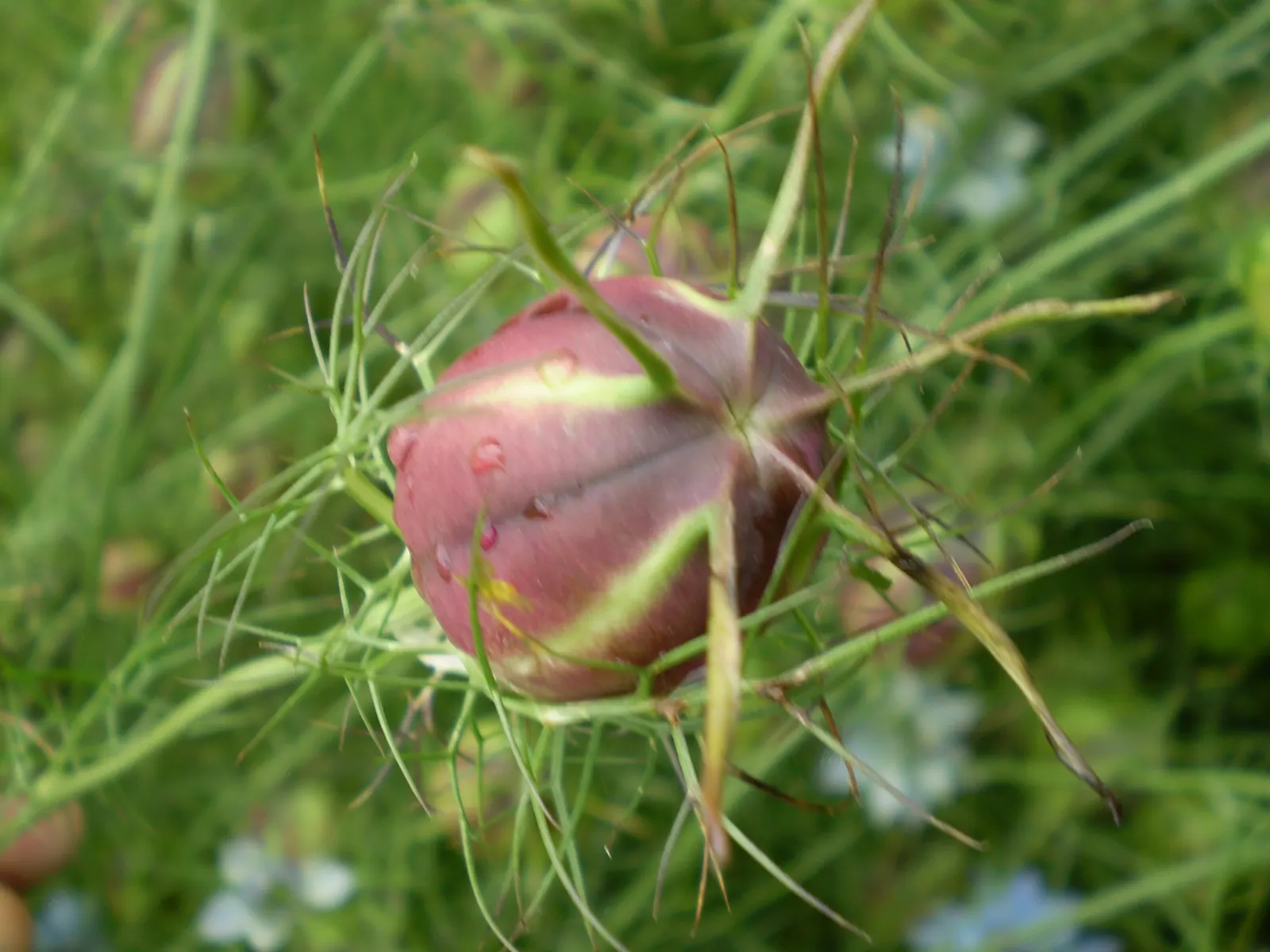 Bishop's Wort (Stachys Officinalis) — pink and red flowers in the garden; deep green color with leaves that are gently serrated, image 184