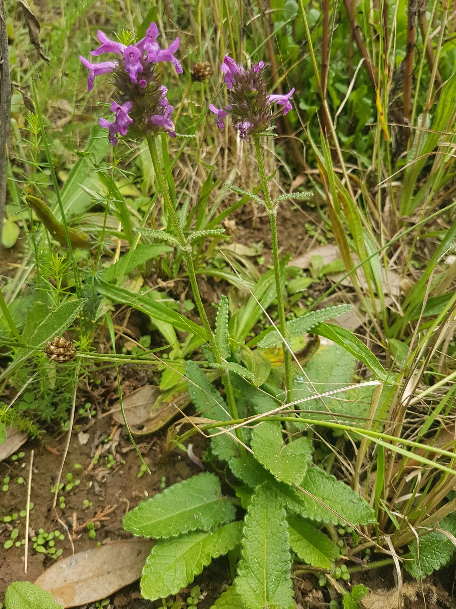 Bishop's Wort (Stachys Officinalis) — Its foliage presents a rich; as it was once believed to have various healing properties, image 106